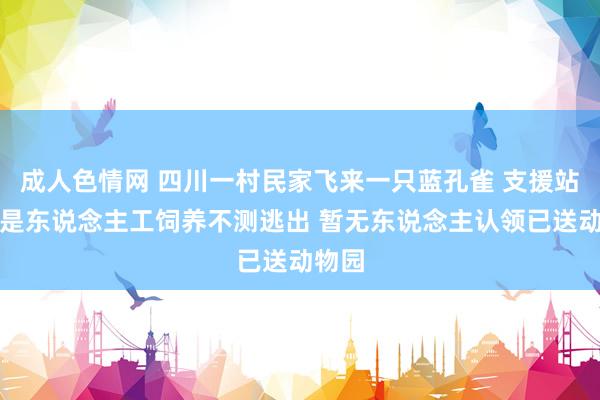 成人色情网 四川一村民家飞来一只蓝孔雀 支援站：或是东说念主工饲养不测逃出 暂无东说念主认领已送动物园